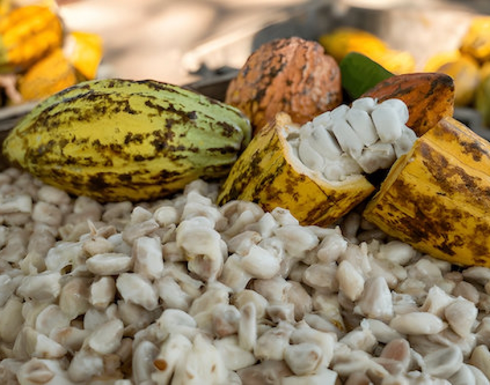 cacao de cote d&rsquo;ivoire