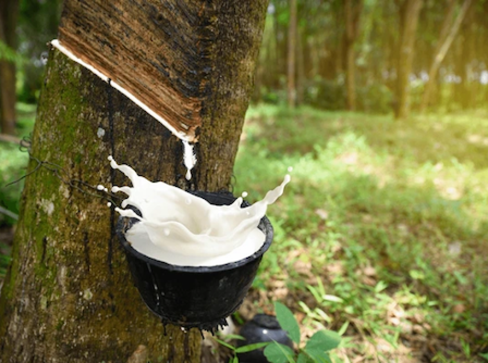 hévéa_cote d&rsquo;ivoire